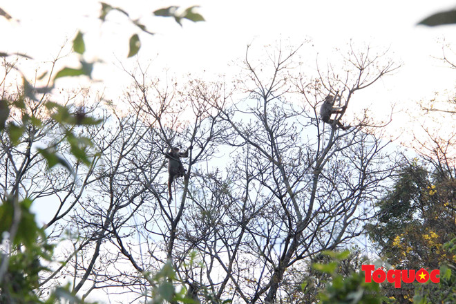 Quyến rũ Sơn Trà
