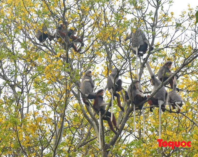 Quyến rũ Sơn Trà