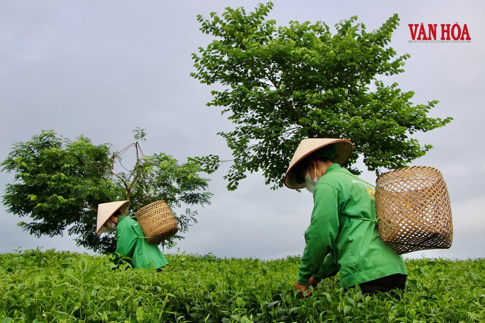 Tri thức dân gian “Văn hóa trà Thái Nguyên” hướng tới danh hiệu di sản quốc gia - ảnh 1