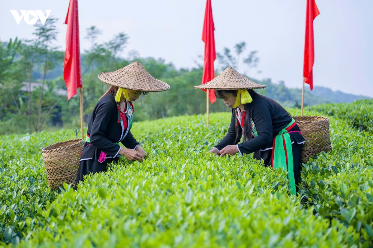 thai nguyen khan truong hoan tat cong tac chuan bi festival tra quoc te 2026 hinh anh 3