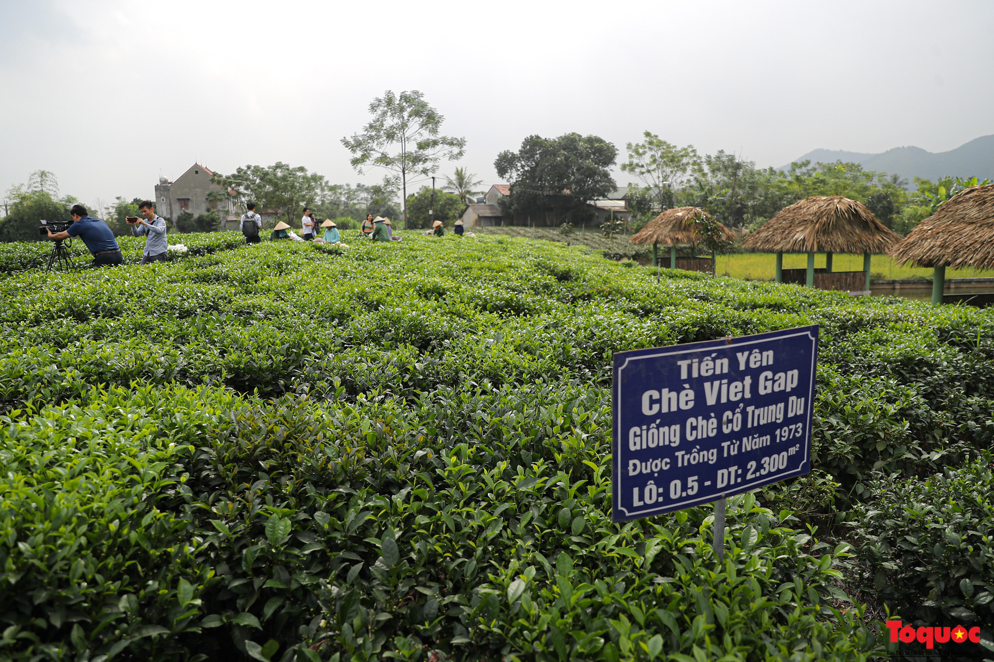 Mô hình kinh doan kết hợp du lịch trải nghiệm góp phần nâng tầm đặc sản chè Thái Nguyên - Ảnh 2.