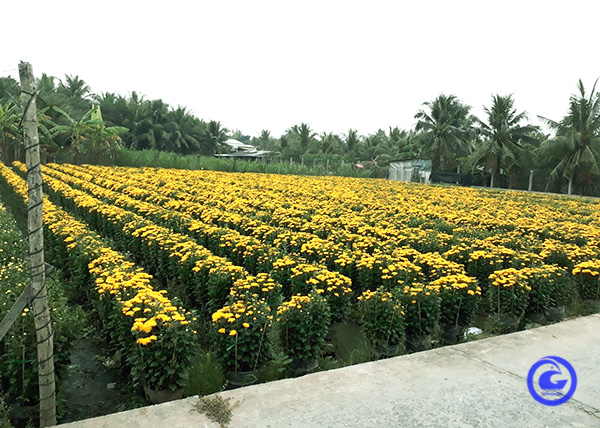 Tiền Giang: Tiềm năng và giải pháp phát triển ngành du lịch nông nghiệp - Ảnh 1.