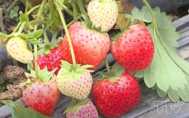 Thanh Hóa phát triển mô hình du lịch nông trại - Ảnh 2.