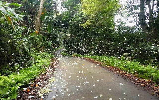 Khai thác văn hóa truyền thống dân tộc Mường giữa đại ngàn Cúc Phương thành sản phẩm du lịch đặc trưng - Ảnh 5.