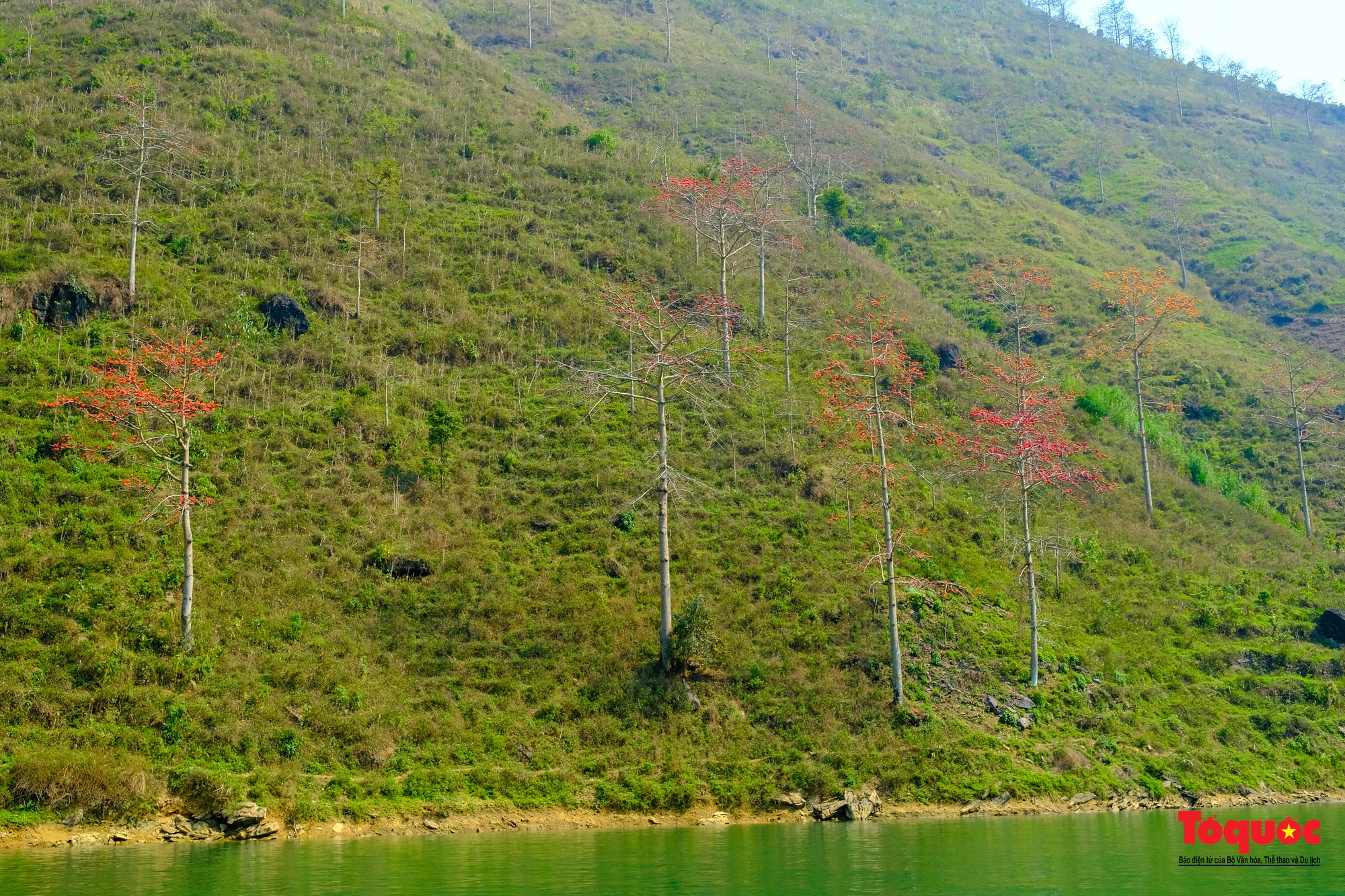Mùa mộc miên "thắp lửa" trên cao nguyên đá Hà Giang - Ảnh 12.