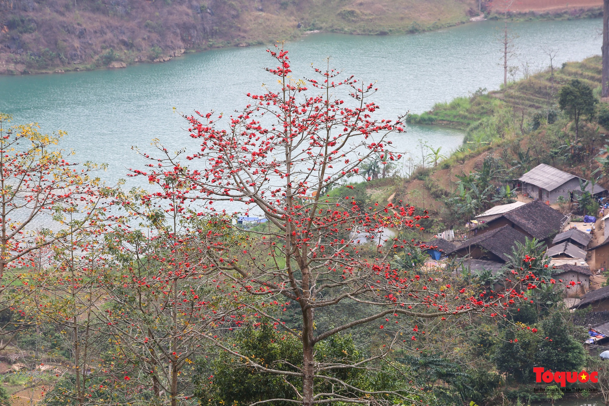 Mùa mộc miên "thắp lửa" trên cao nguyên đá Hà Giang - Ảnh 14.