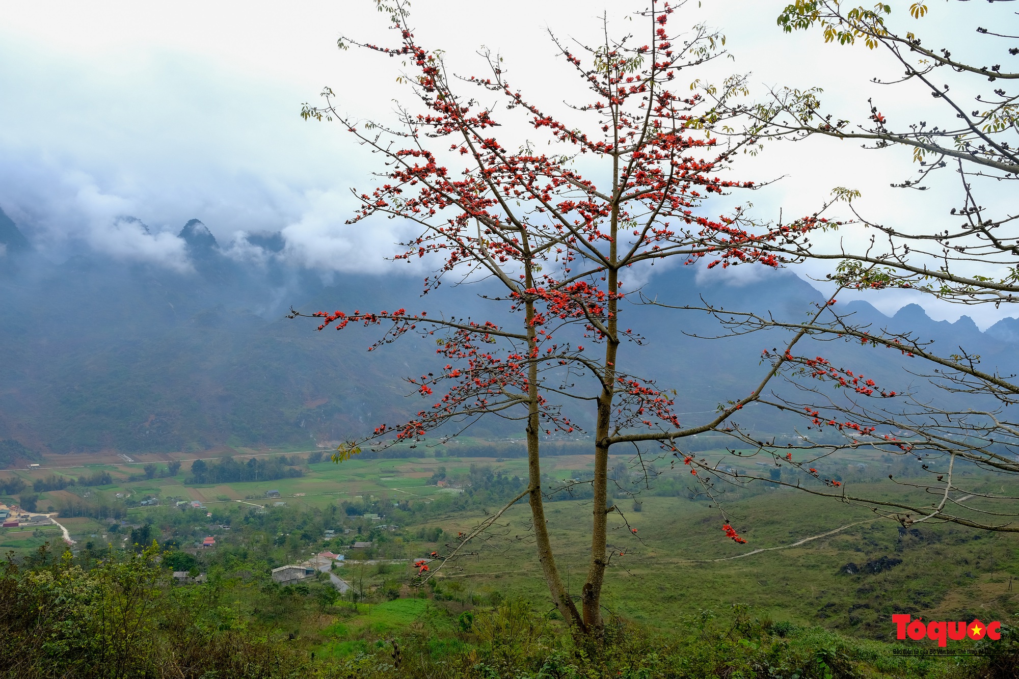Mùa mộc miên "thắp lửa" trên cao nguyên đá Hà Giang - Ảnh 10.