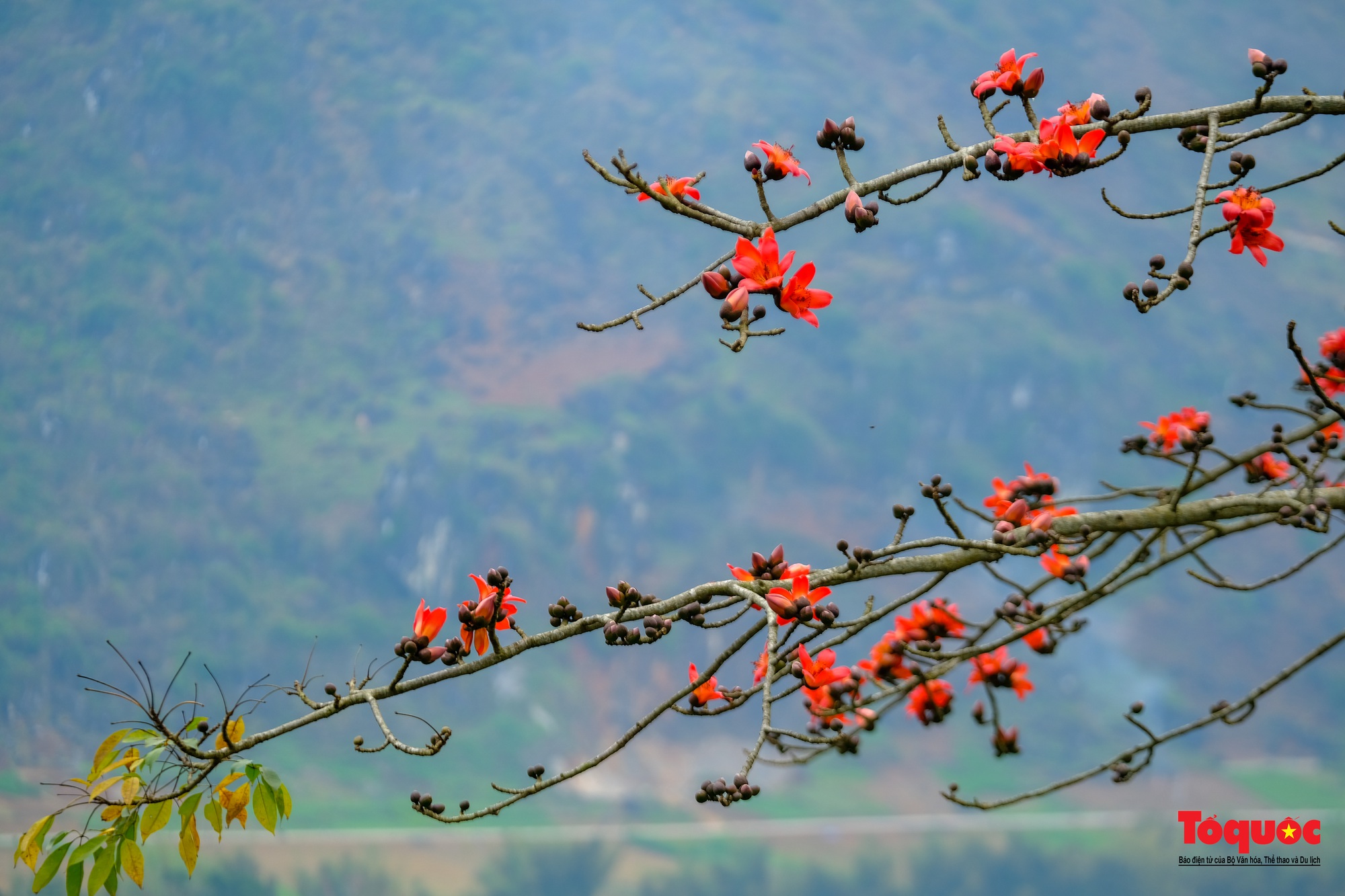 Mùa mộc miên "thắp lửa" trên cao nguyên đá Hà Giang - Ảnh 3.