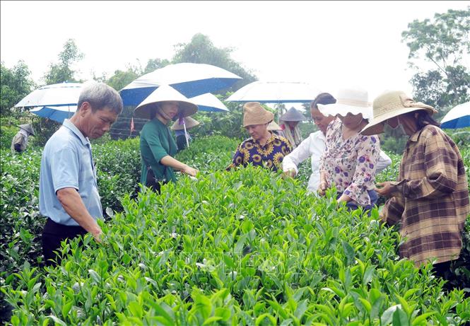 Thái Nguyên: Hấp dẫn du lịch cộng đồng gắn với văn hóa trà - Ảnh 1.