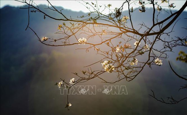 Điểm báo hoạt động ngành Văn hóa, Thể thao và Du lịch ngày 11/3/2024 - Ảnh 4.