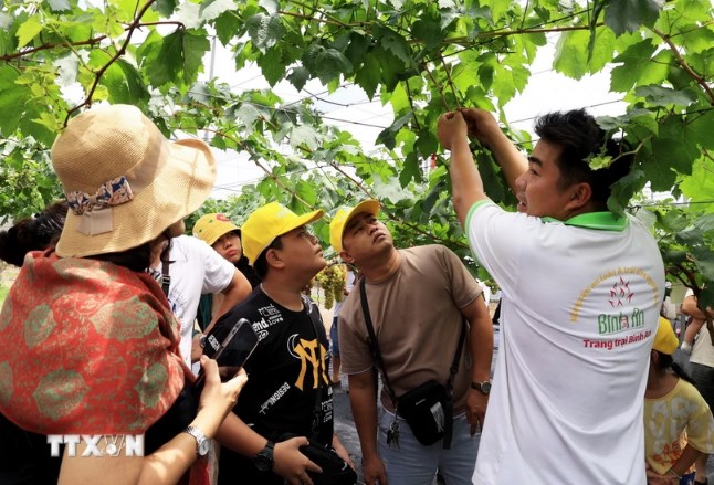 Bình Thuận: Tour trải nghiệm miệt vườn thu hút du khách dịp Hè - Ảnh 1.