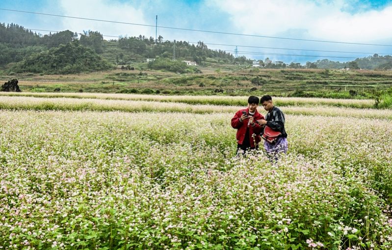 Hà Giang sẵn sàng cho Lễ hội hoa tam giác mạch năm 2024 - Ảnh 2.