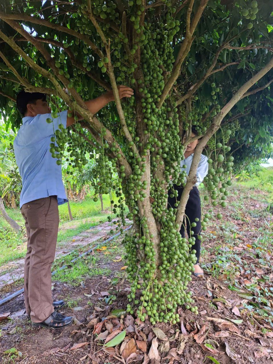 Đánh thức ngành "công nghiệp không khói" ở Cà Mau - Ảnh 5.