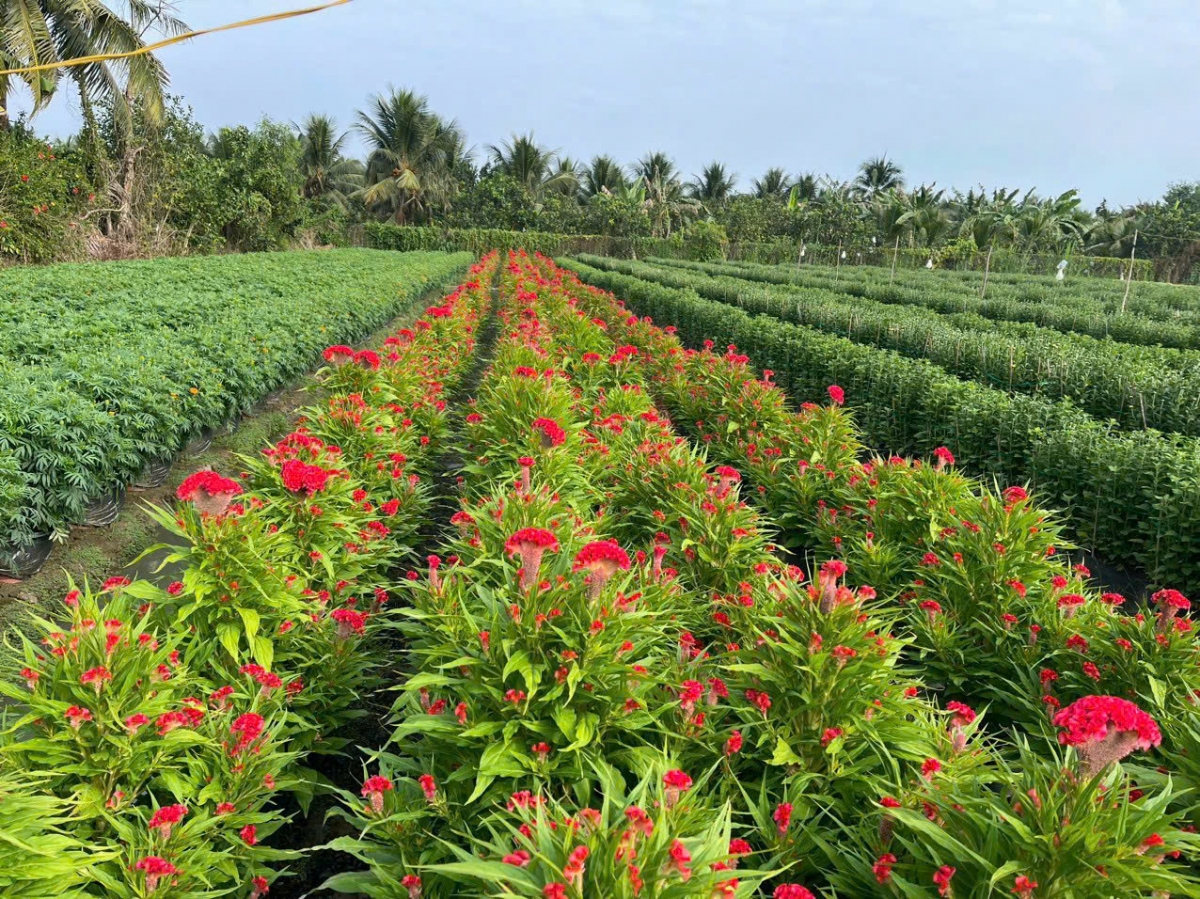 Tiền Giang: Sẽ tổ chức Chợ hoa Xuân có quy mô lớn tại khu Quảng trường Hùng Vương - Ảnh 1.
