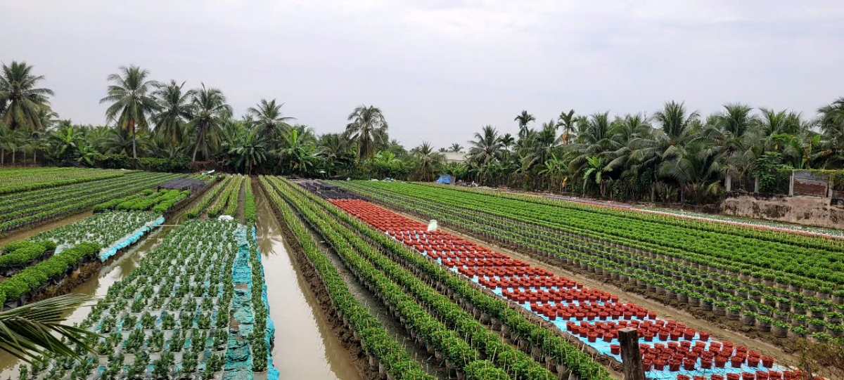 Tiền Giang: Sẽ tổ chức Chợ hoa Xuân có quy mô lớn tại khu Quảng trường Hùng Vương - Ảnh 2.