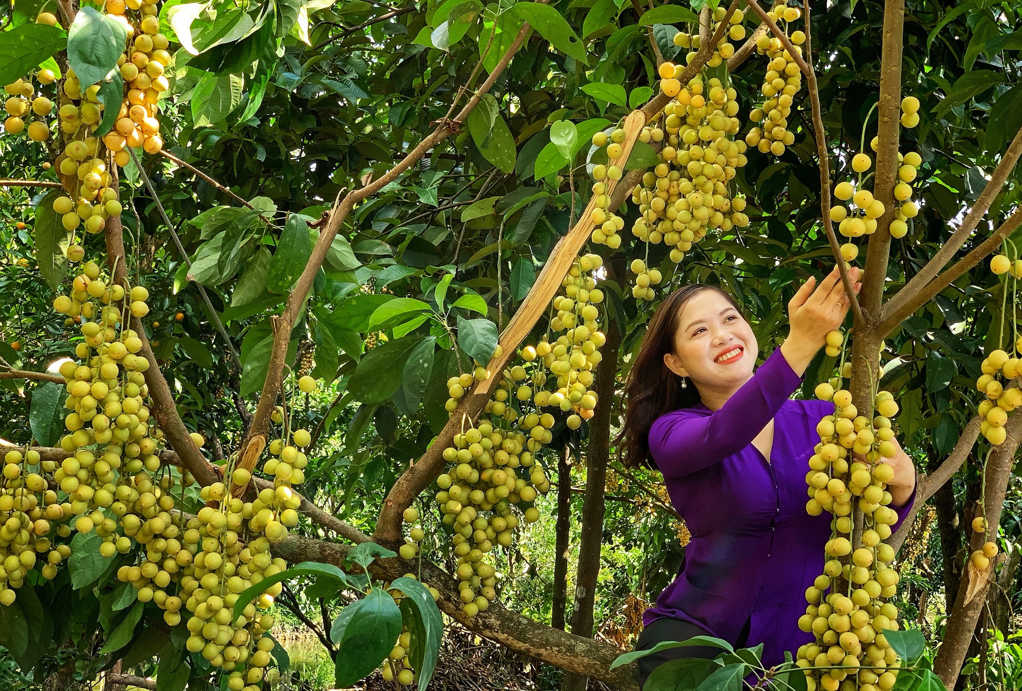 Cần Thơ thúc đẩy du lịch nông nghiệp  - Ảnh 2.