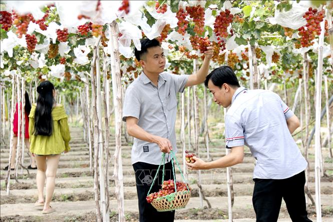 Sức hút từ sản phẩm du lịch nông nghiệp tại Bình Thuận - Ảnh 2.