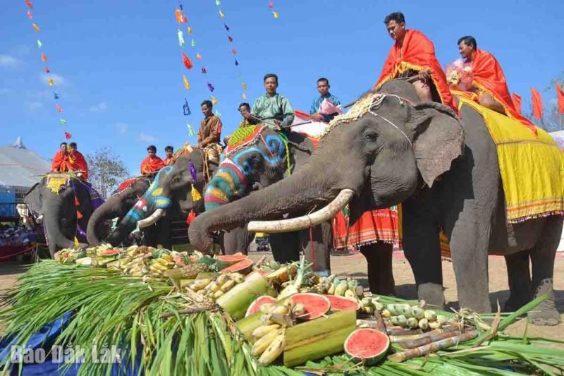 Đắk Lắk: Bảo tồn voi gắn với phát triển du lịch - Ảnh 2.