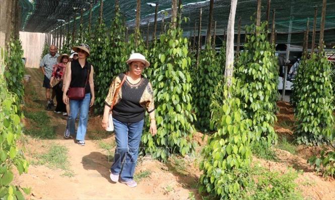 Quý I, doanh thu du lịch Kiên Giang tăng trên 79% - Ảnh 2.
