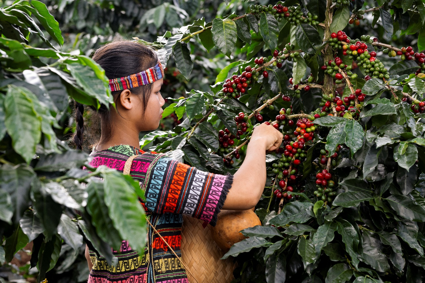 Giải mã những hiểu lầm và khám phá giá trị độc đáo của siêu phẩm Trà Cascara - Ảnh 1.