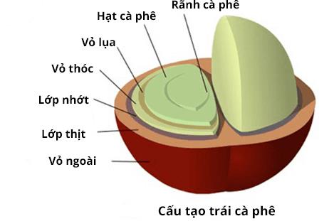 Giải mã những hiểu lầm và khám phá giá trị độc đáo của siêu phẩm Trà Cascara - Ảnh 2.