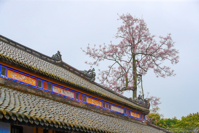 Mê mẩn với "vương giả chi hoa" khoe sắc rực rỡ ở Đại nội Huế - Ảnh 13.