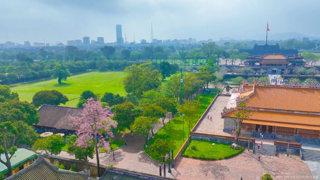 Mê mẩn với "vương giả chi hoa" khoe sắc rực rỡ ở Đại nội Huế - Ảnh 1.