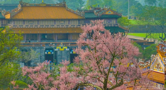 Mê mẩn với "vương giả chi hoa" khoe sắc rực rỡ ở Đại nội Huế - Ảnh 2.