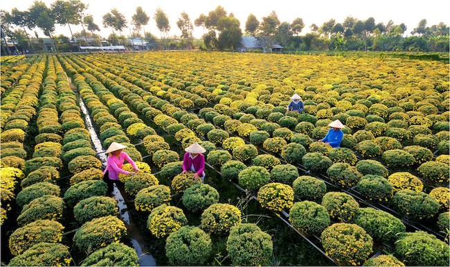 Đồng Tháp đón khoảng 2,6 triệu lượt khách trong 5 tháng đầu năm 2025 - Ảnh 1.