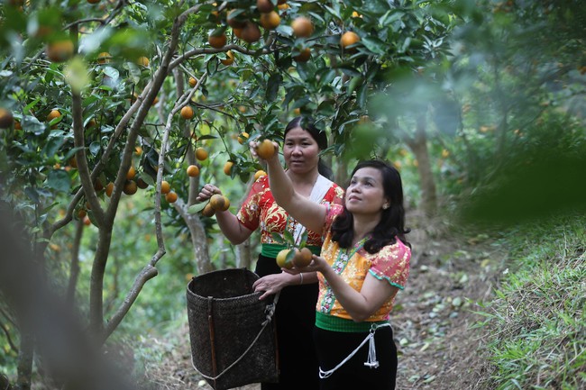 Đề xuất chủ trương đầu tư Chương trình mục tiêu quốc gia xây dựng nông thôn mới và giảm nghèo bền vững giai đoạn 2026-2035 - Ảnh 1.