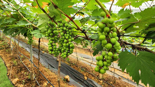 Làng sinh thái Ngọc Đồng bình yên, giản dị thu hút khách quốc tế - Ảnh 3.