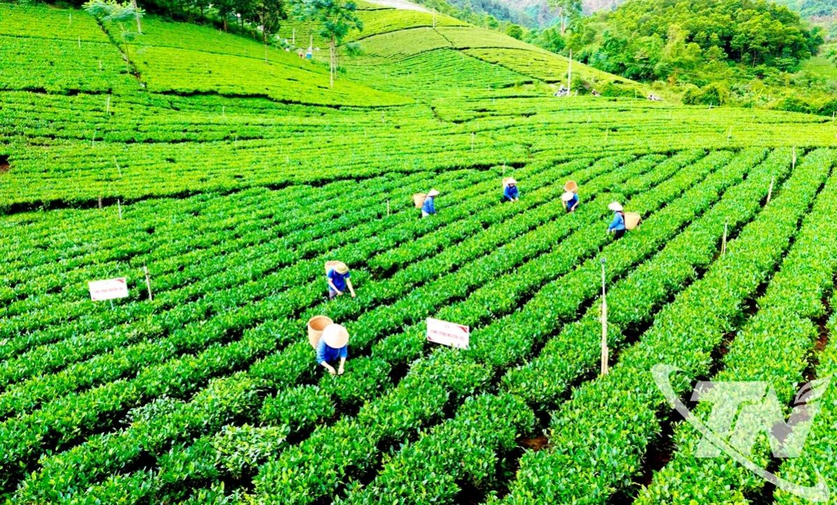 Lễ hội “Thái Nguyên - Hương sắc danh trà 2025”: Bản hòa ca của trà, văn hóa và du lịch - Ảnh 5.