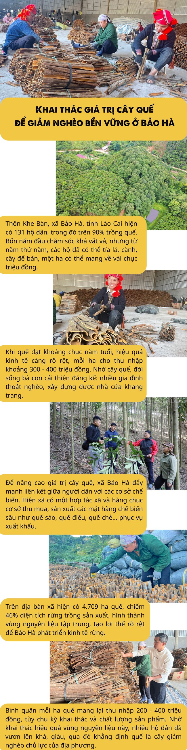 Infographic: Khai thác giá trị cây quế để giảm nghèo bền vững ở Bảo Hà, Lào Cai - Ảnh 1.