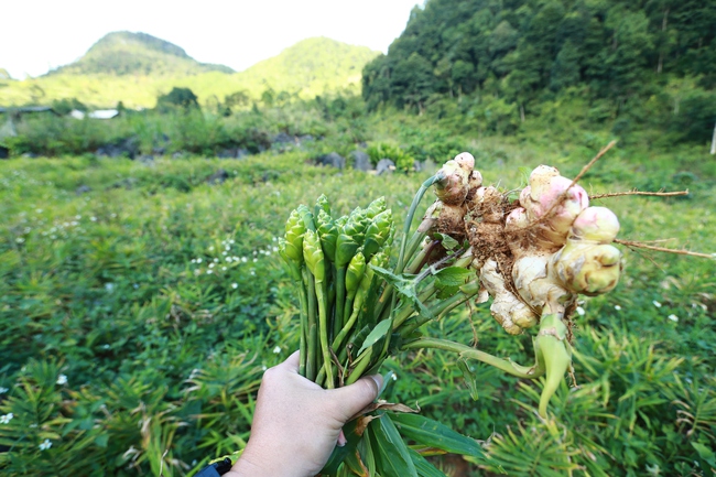 Trồng gừng hữu cơ- giải pháp đột phá giúp nông dân chuyển đổi cây trồng hiệu quả - Ảnh 8.