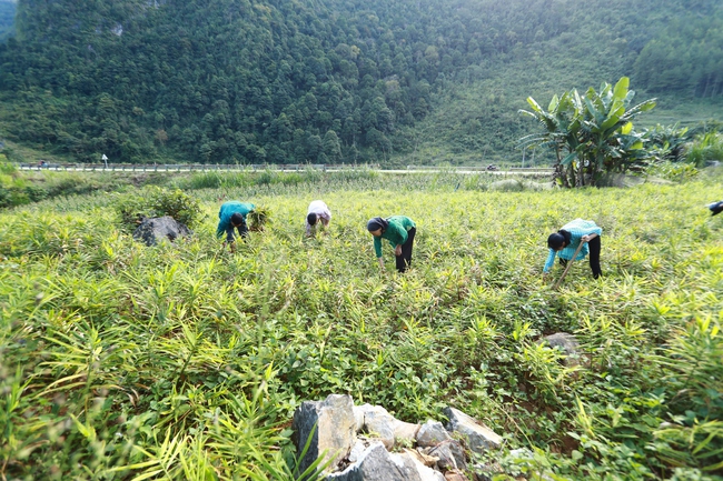 Trồng gừng hữu cơ- giải pháp đột phá giúp nông dân chuyển đổi cây trồng hiệu quả - Ảnh 2.