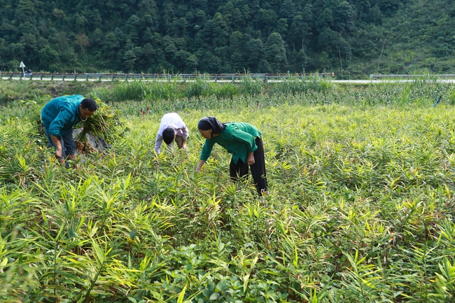 Trồng gừng hữu cơ- giải pháp đột phá giúp nông dân chuyển đổi cây trồng hiệu quả - Ảnh 5.
