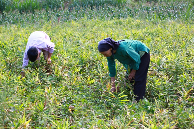 Trồng gừng hữu cơ- giải pháp đột phá giúp nông dân chuyển đổi cây trồng hiệu quả - Ảnh 4.