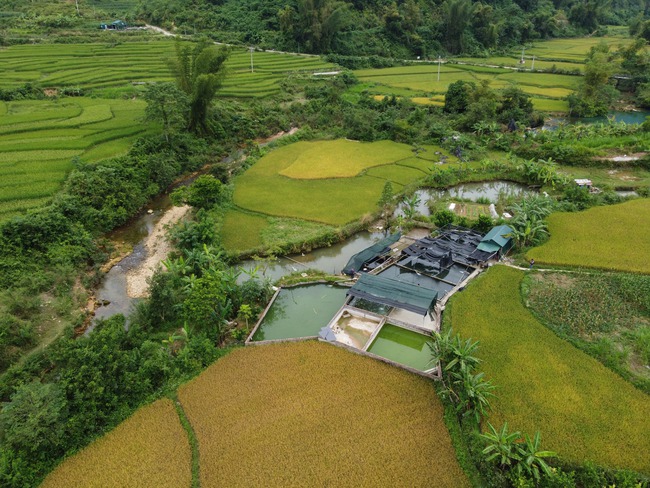 Mô hình nuôi cá tầm của người Nùng- mở hướng giảm nghèo ở vùng cao - Ảnh 12.