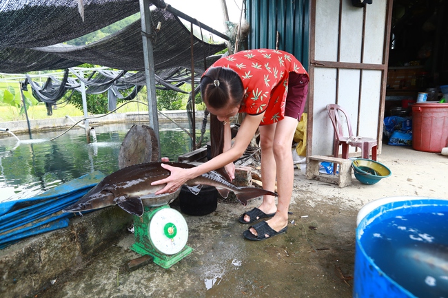 Mô hình nuôi cá tầm của người Nùng- mở hướng giảm nghèo ở vùng cao - Ảnh 11.